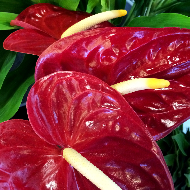 花処蔵スライド写真