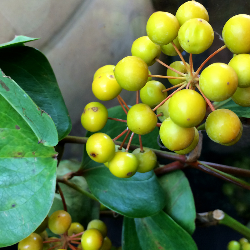 花処蔵スライド写真
