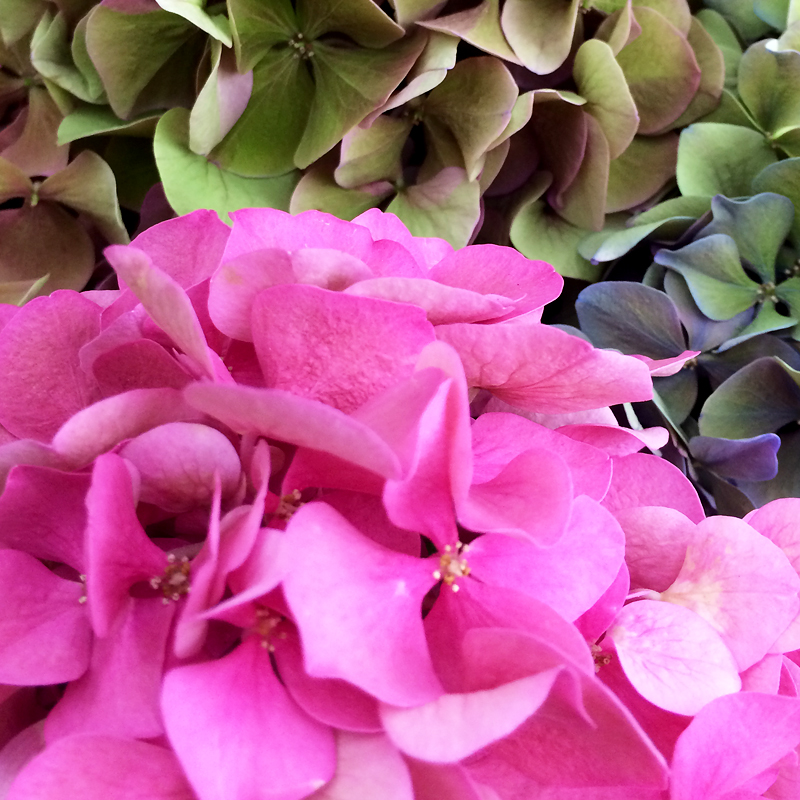 花処蔵スライド写真